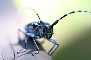 animal-antenna-beetle-533056 (1).jpg